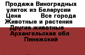 Продажа Виноградных улиток из Беларусии › Цена ­ 250 - Все города Животные и растения » Другие животные   . Архангельская обл.,Пинежский 